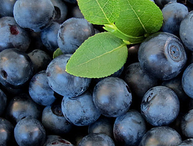 Bilberry pancakes