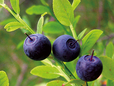 Bilberry soup