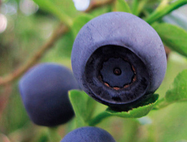 Avocado and bilberry sauce