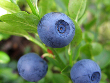 Confiture de myrtilles sauvages